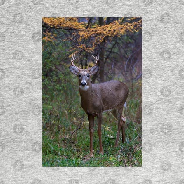 Prince II - White-tailed Buck by Jim Cumming